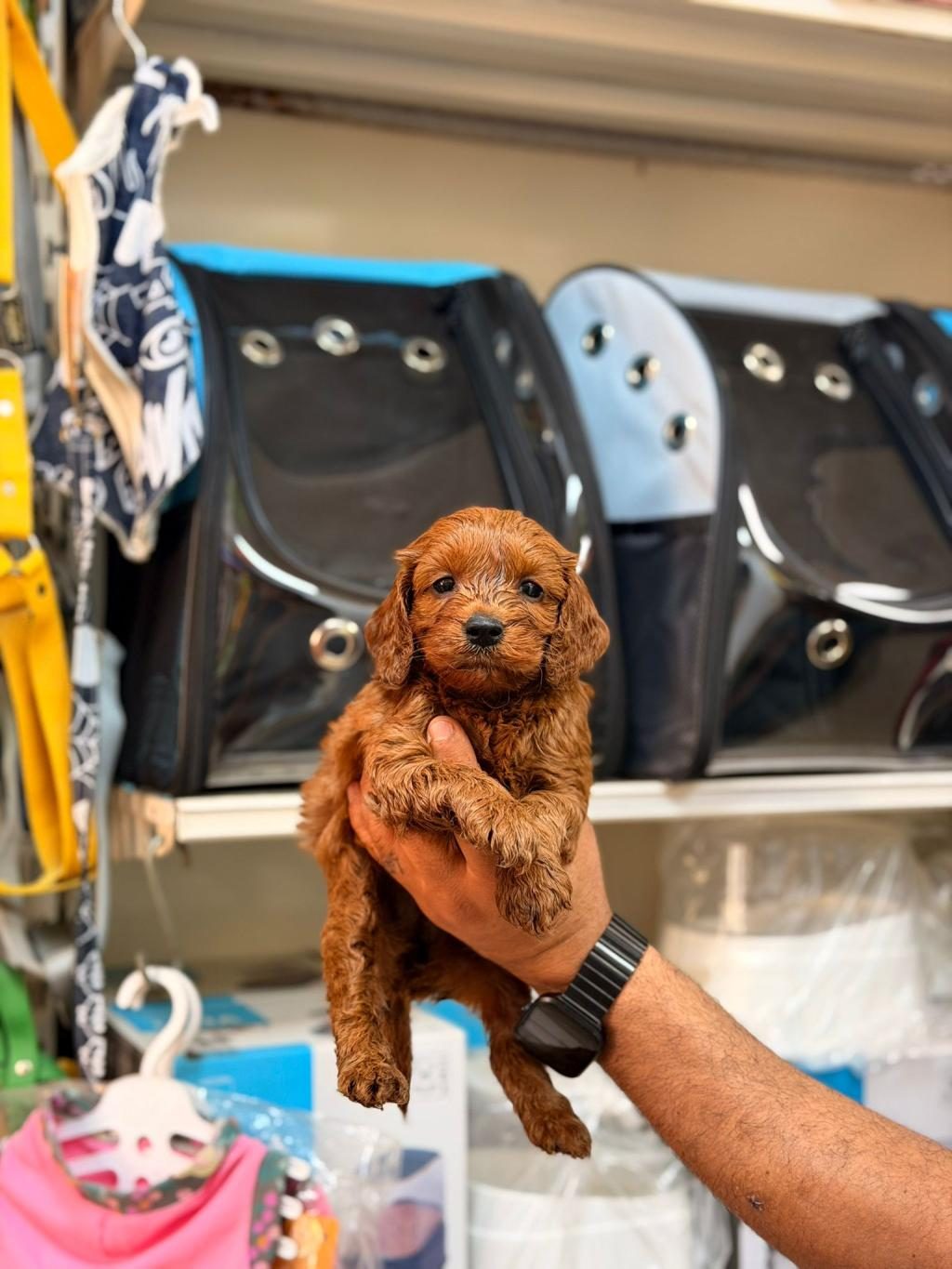 TOY POODLE KÖPEĞİMİZ