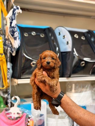 TOY POODLE KÖPEĞİMİZ
