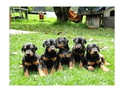 DOBERMAN YAVRU KÖPEKLER