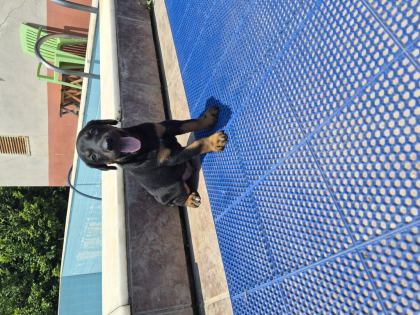 DOBERMAN YAVRULARIMIZ