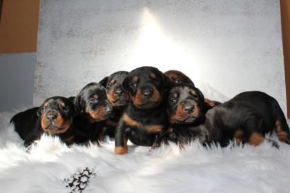 DOBERMAN YAVRU KÖPEKLER