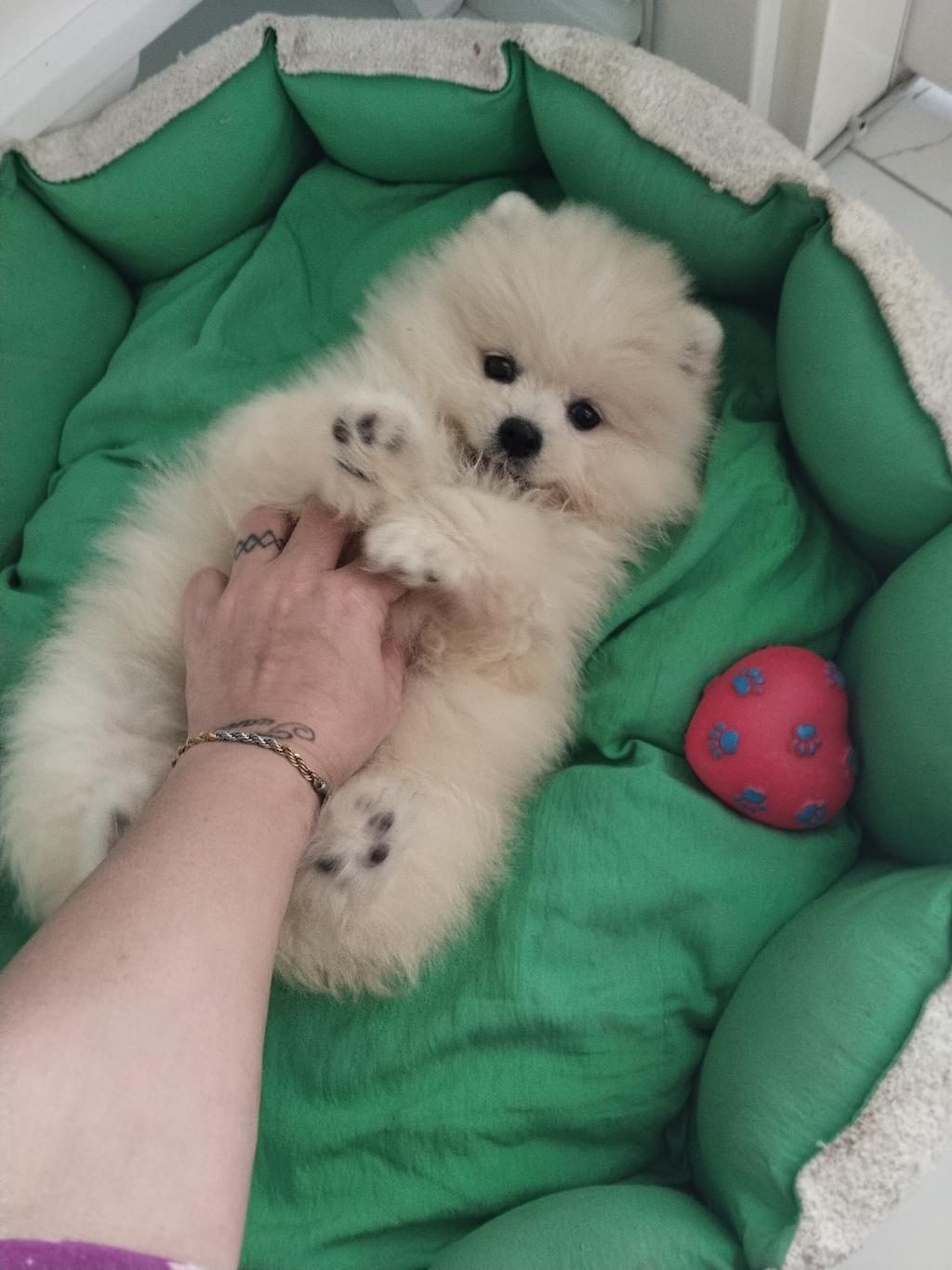 POMERANİAN BOO AYI SURAT