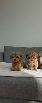 KORE MALTİPOO EFSANESİ