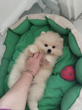 POMERANİAN BOO AYI SURAT