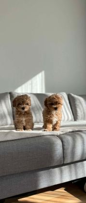 KORE MALTİPOO EFSANESİ