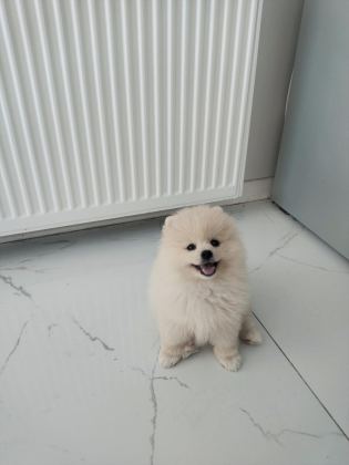 POMERANİAN BOO AYI SURAT