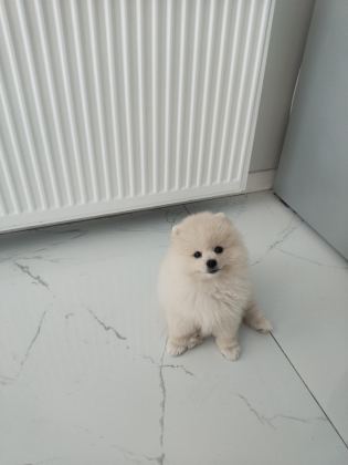 POMERANİAN BOO AYI SURAT