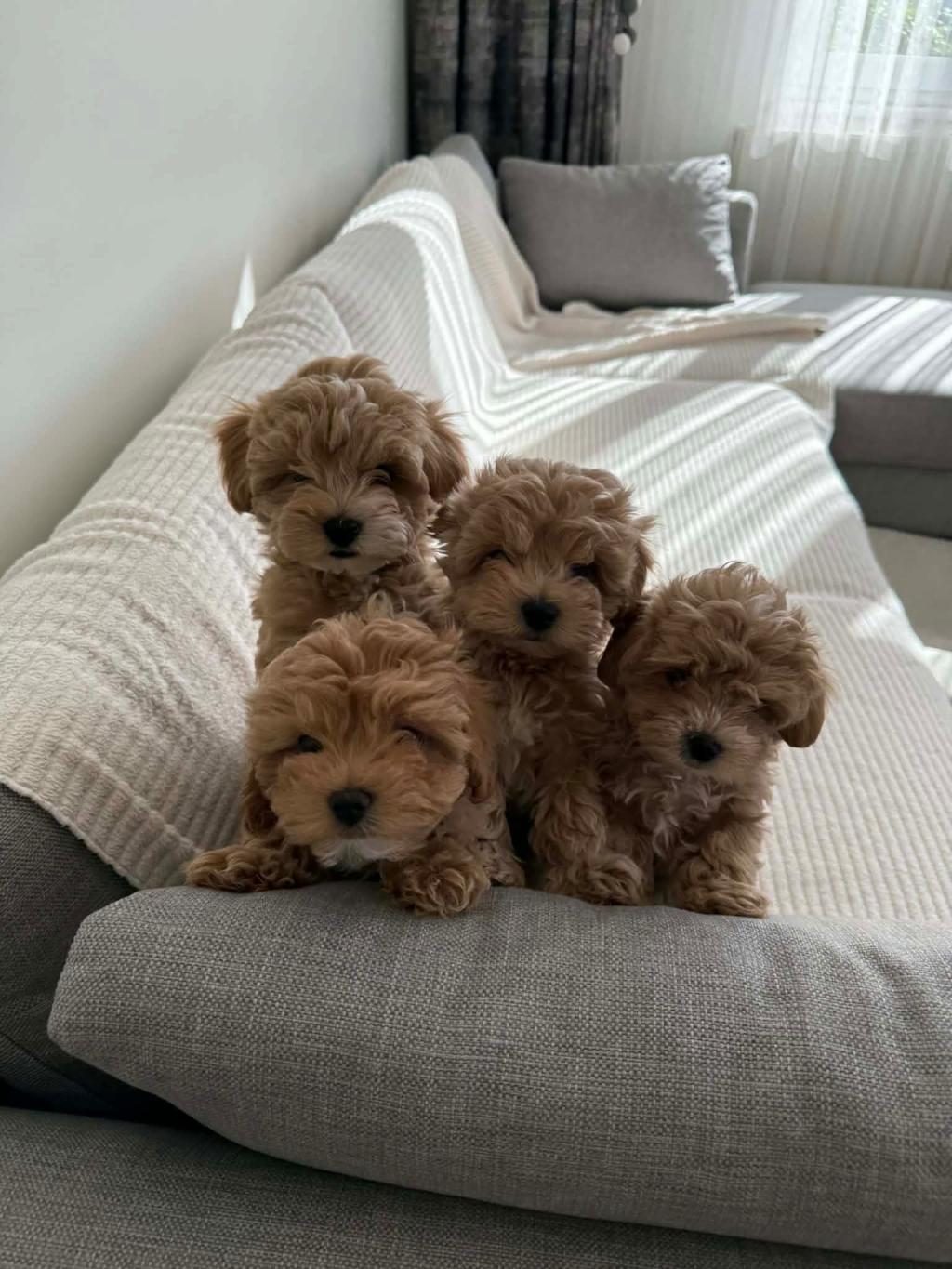 KORE MALTİPOO EFSANESİ