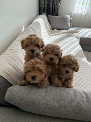 KORE MALTİPOO EFSANESİ