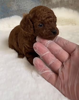 SAFKAN KORE KAN TOY POODLE BEBEKLERİMİZ