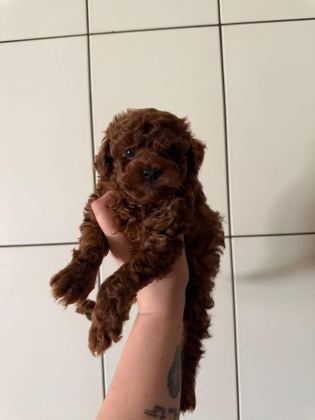 SAFKAN KORE KAN TOY POODLE BEBEKLERİMİZ