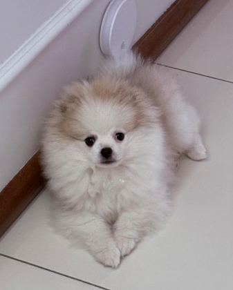 SAFKAN ERKEK POMERANİAN TEDDY BEAR