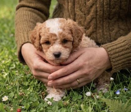 KOREKAN TOY POODLE BEBEKLERİMİZ