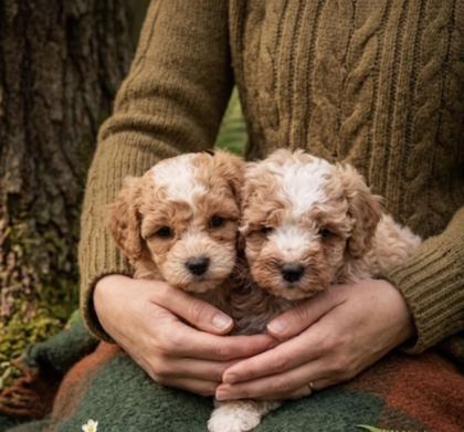 KOREKAN TOY POODLE BEBEKLERİMİZ