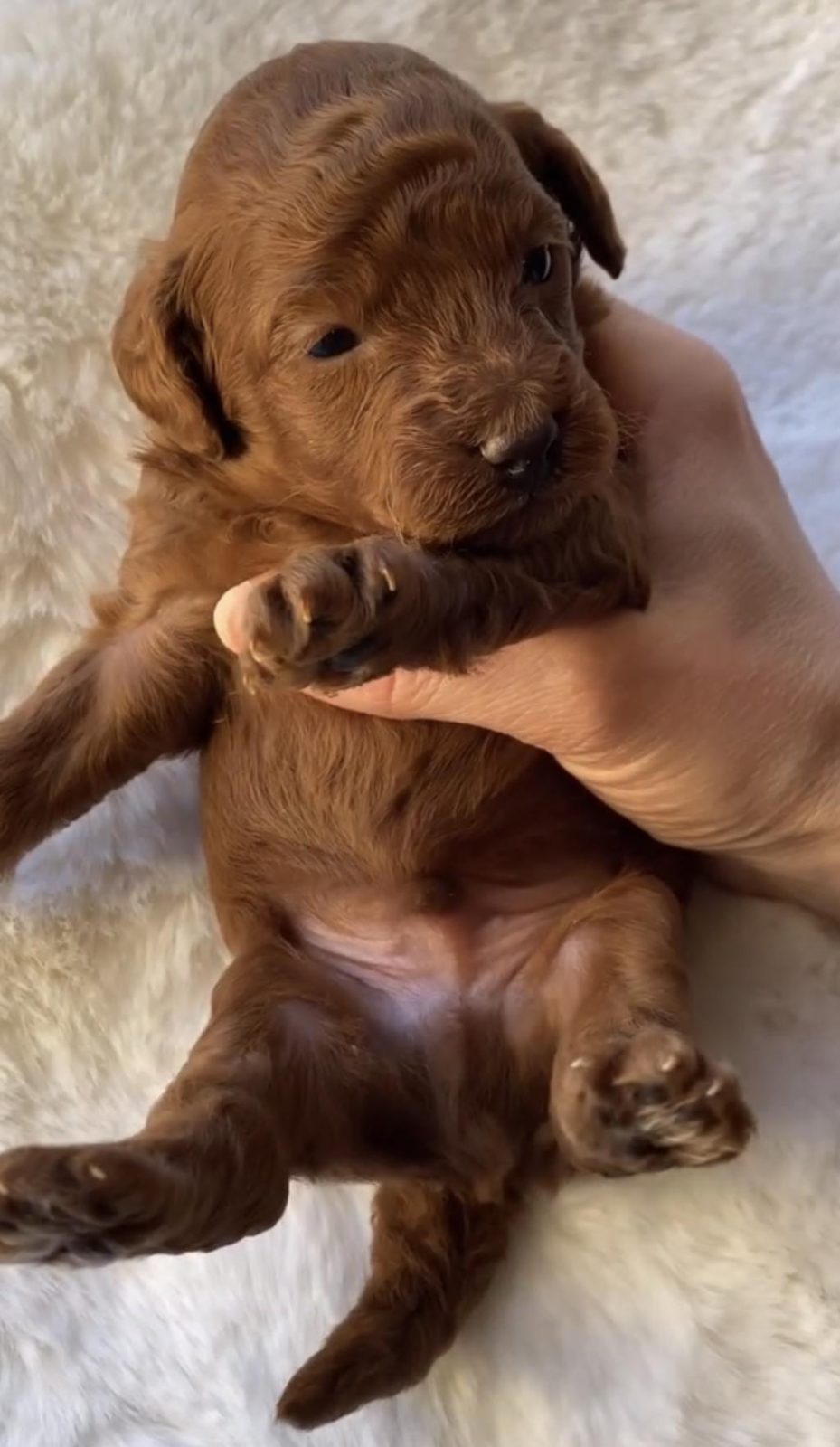 SAFKAN KORE KAN TOY POODLE BEBEKLERİMİZ