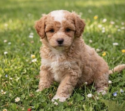 KOREKAN TOY POODLE BEBEKLERİMİZ
