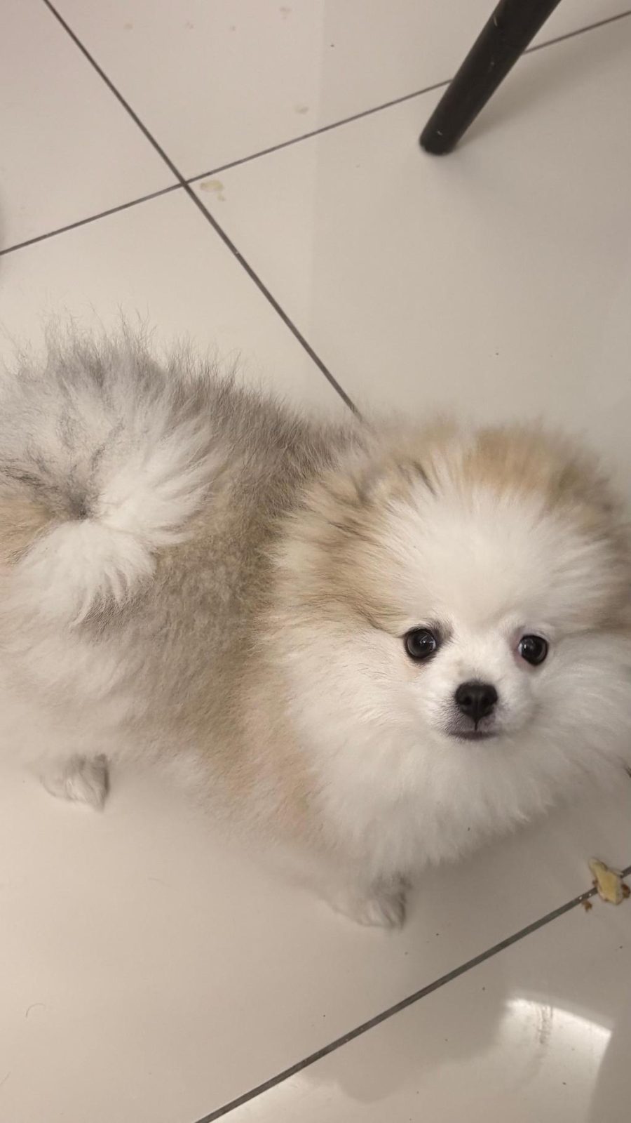 SAFKAN ERKEK POMERANİAN TEDDY BEAR