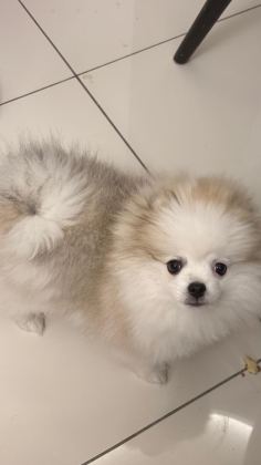 SAFKAN ERKEK POMERANİAN TEDDY BEAR