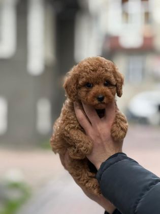 SAFKAN KORE KAN TOY POODLE BEBEKLERİMİZ
