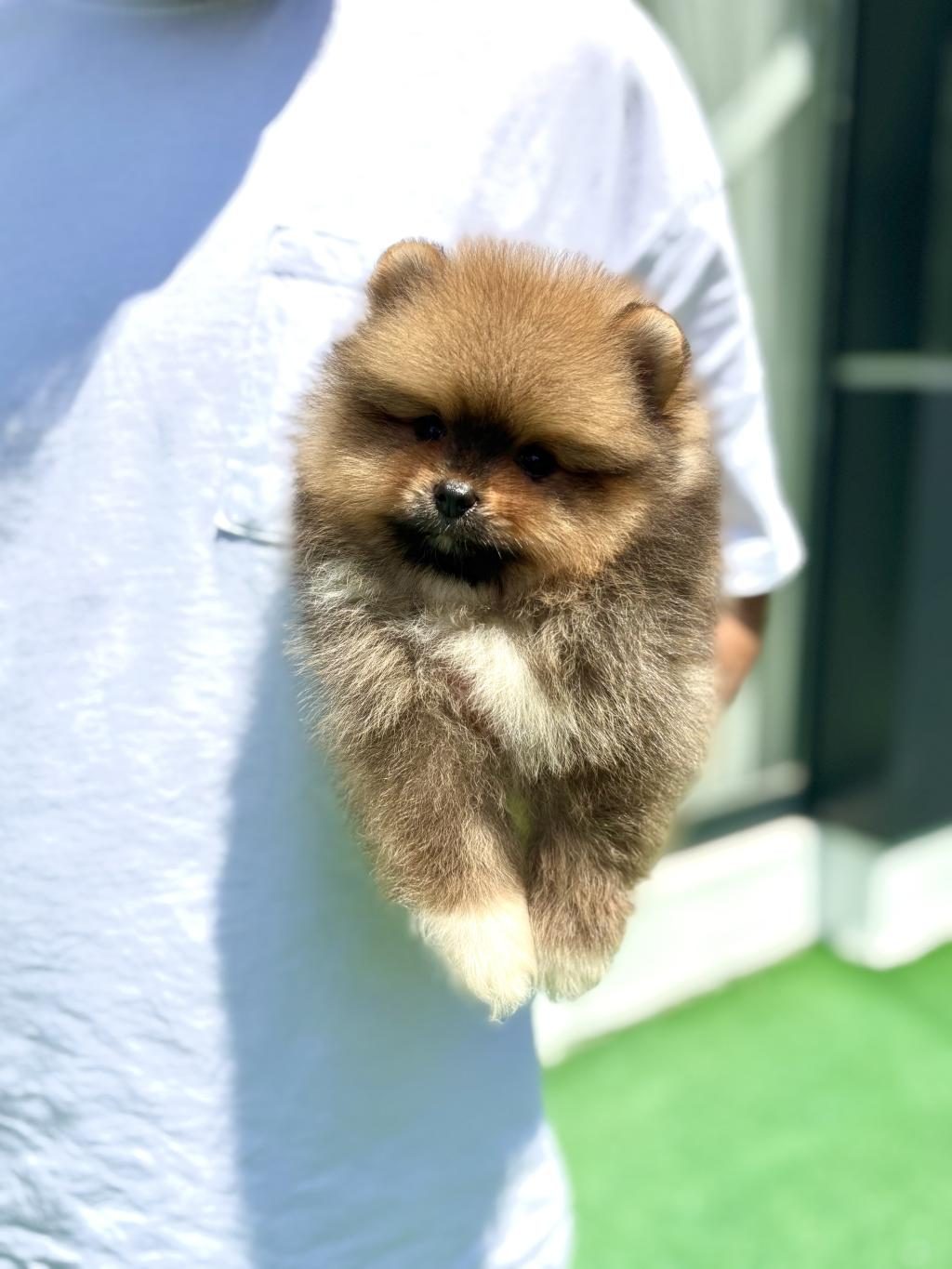 YAKIŞIKLI TEDDY BOO POMERANİAN