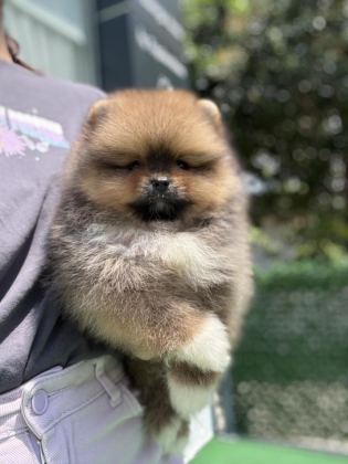 YAKIŞIKLI TEDDY BOO POMERANİAN