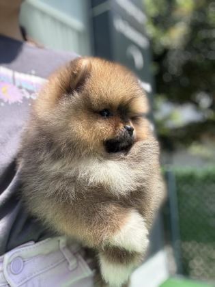 YAKIŞIKLI TEDDY BOO POMERANİAN