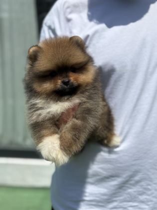 YAKIŞIKLI TEDDY BOO POMERANİAN