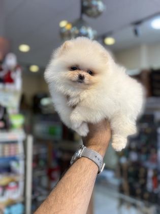 TEDDY POMERANİAN PRENSES