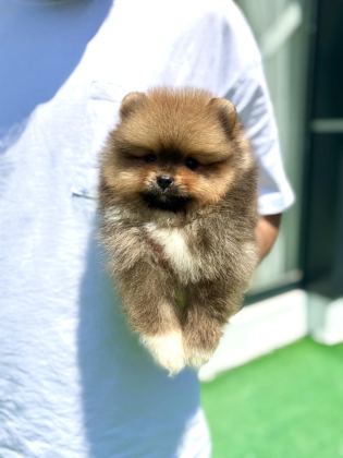 YAKIŞIKLI TEDDY BOO POMERANİAN