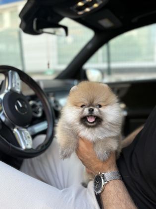 TEDDY POMERANİAN PRENSES