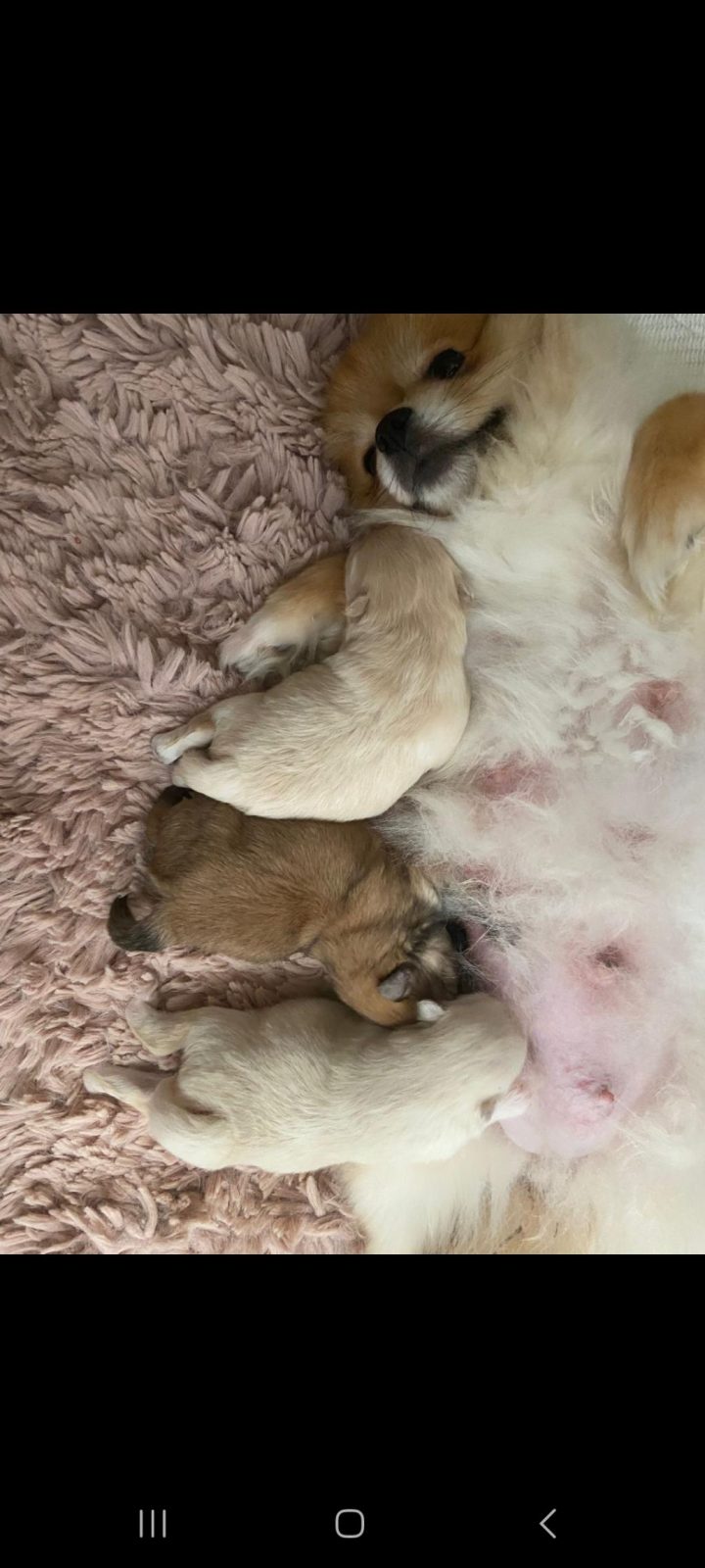 KÜÇÜK YAVRULAR REZERVE EDİLECEKTİR POMERANİAN BOO