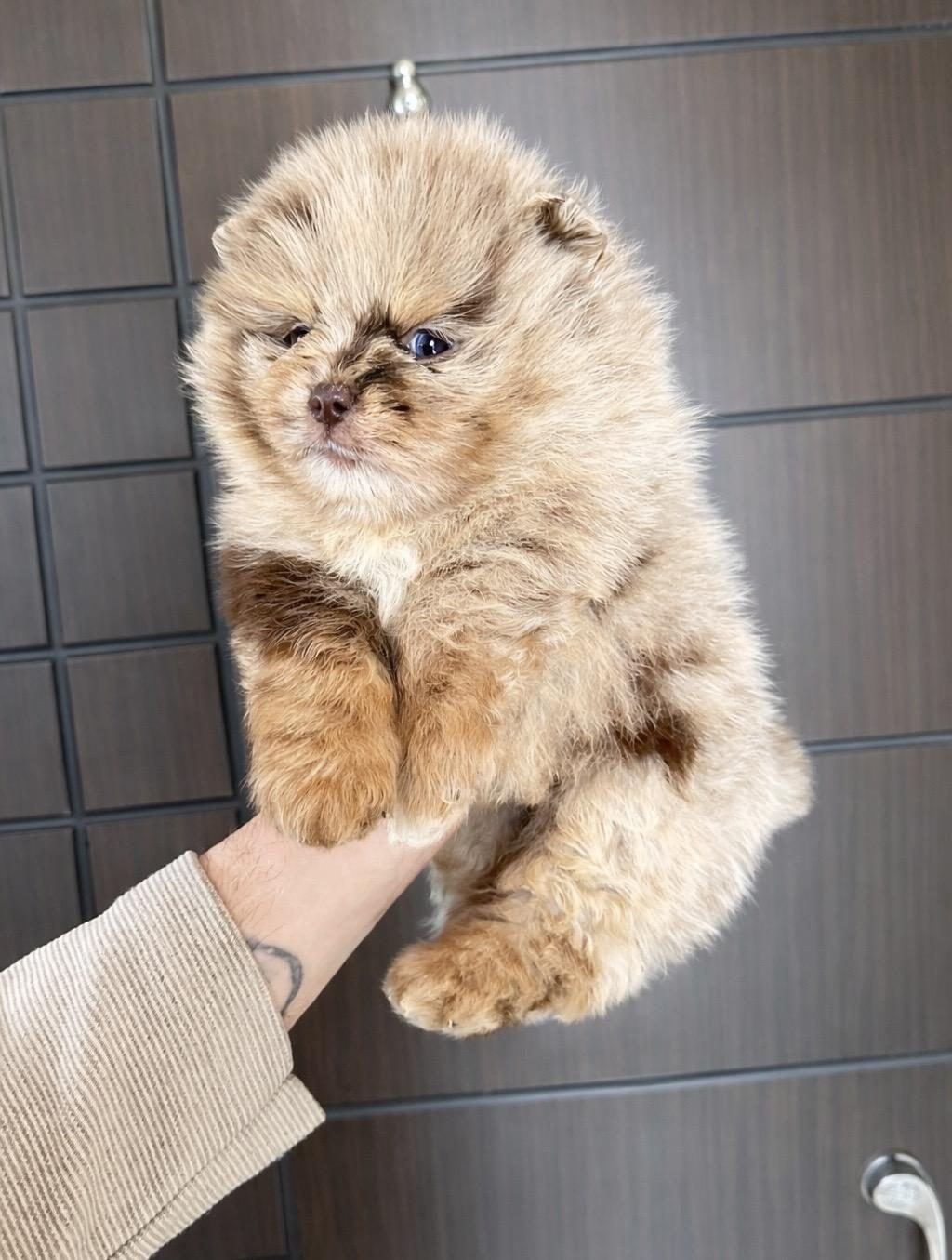 POMERANİAN CHOCOLATE MERLE MAVİ GÖZLÜ