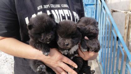 ÇİN ASLANI KÖPEĞİ