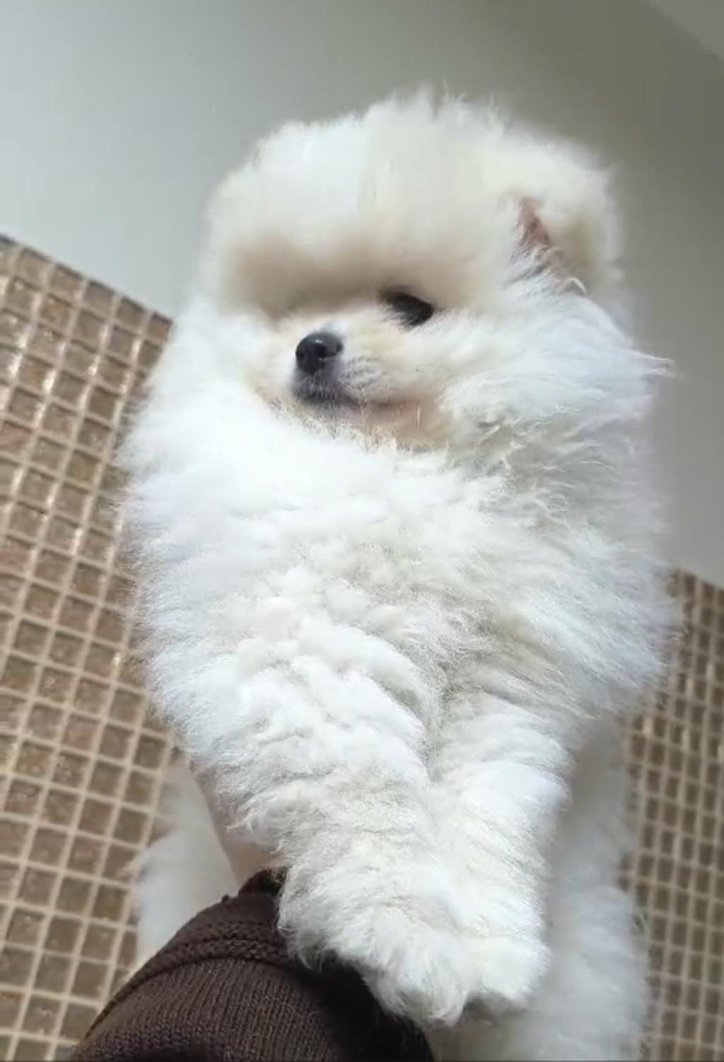 POMERANİAN BOO SEVİMLİ BEBEKLER