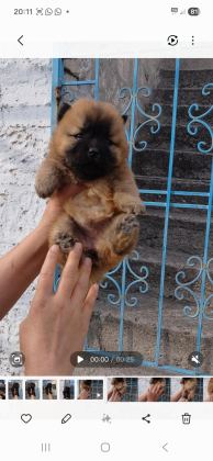 ÇİN ASLANI KÖPEĞİ
