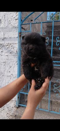 ÇİN ASLANI KÖPEĞİ