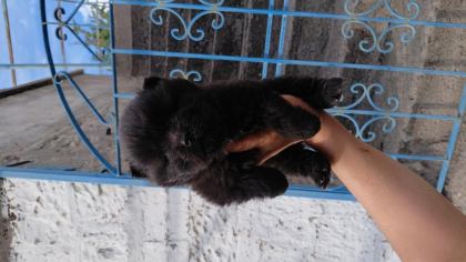 ÇİN ASLANI KÖPEĞİ