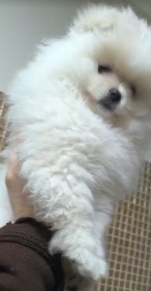 POMERANİAN BOO SEVİMLİ BEBEKLER