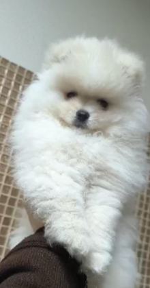 POMERANİAN BOO SEVİMLİ BEBEKLER