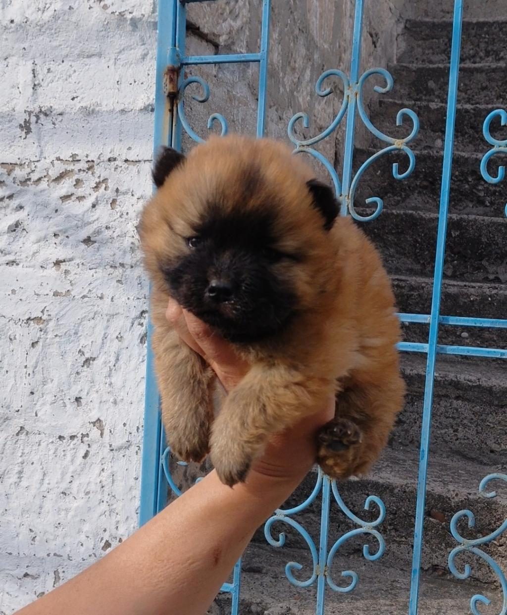 ÇİN ASLANI KÖPEĞİ