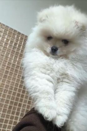 POMERANİAN BOO SEVİMLİ BEBEKLER
