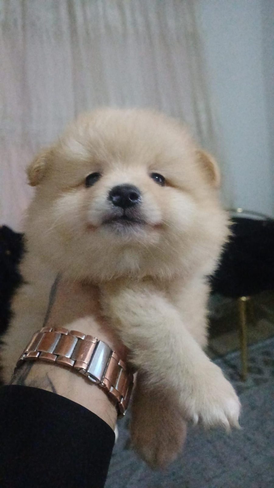 POMERANİAN BEBEKLER