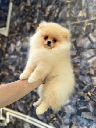 POMERANİAN BOO YAVRULARIMIZ TESLİME HAZIRDIR