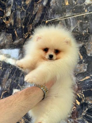 POMERANİAN BOO YAVRULARIMIZ TESLİME HAZIRDIR