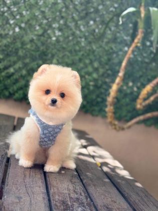 POMERANİAN YAVRU KÖPEĞİMİZ