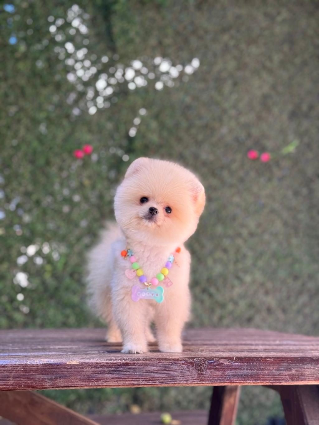 POMERANİAN YAVRU