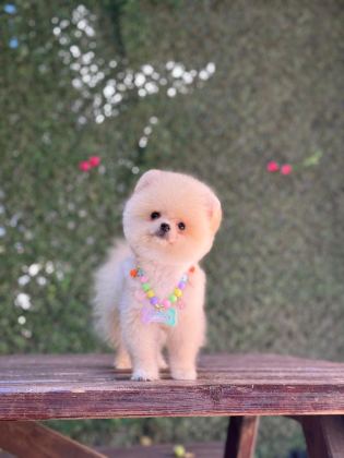 POMERANİAN YAVRU