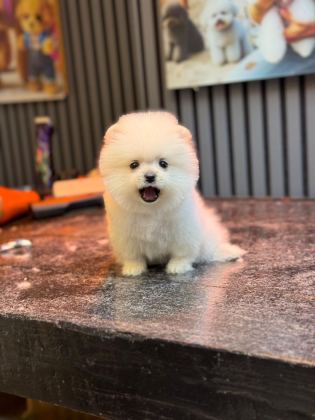 POMERANİAN YAVRU KÖPEĞİMİZ