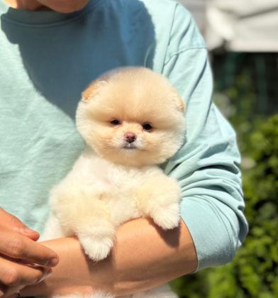 POMERANİAN YAVRU