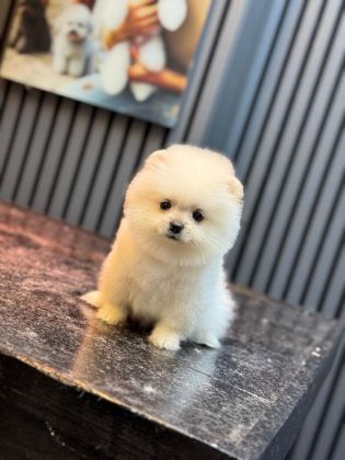 POMERANİAN YAVRU KÖPEĞİMİZ